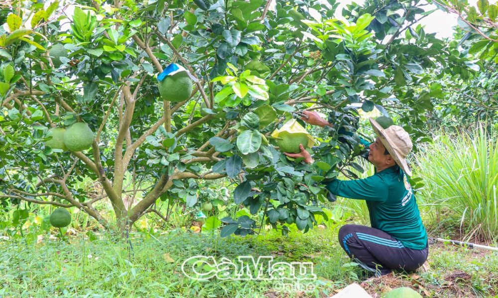 Vườn bưởi của ông Lâm Văn Việt cho thu hoạch quanh năm, mỗi năm gần 14 tấn, riêng vụ Tết trên 6 tấn.