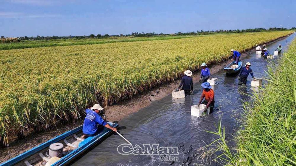 Nông dân xã Khánh Thuận thu hoạch tôm càng xanh.