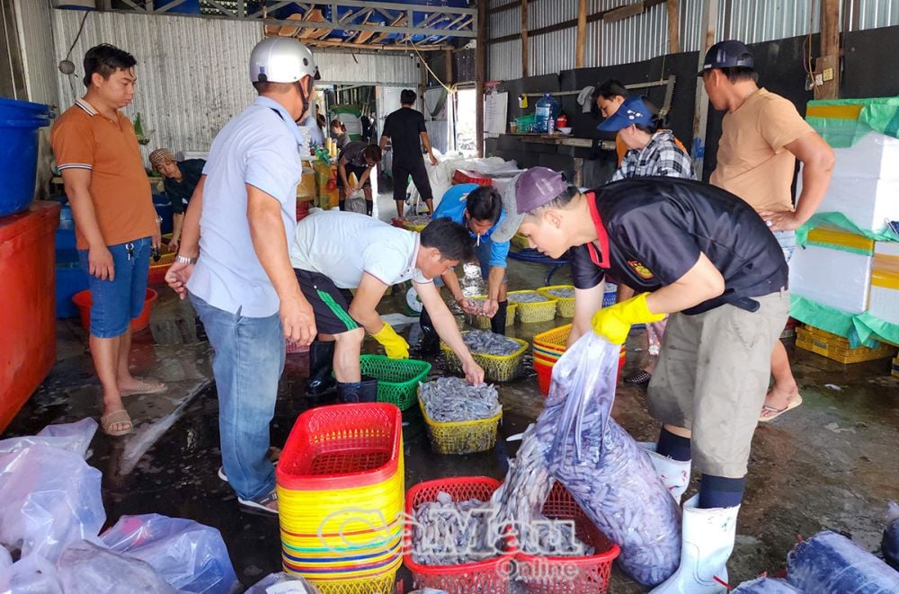 Không khí thu mua tại các vựa mực trên địa bàn xã Khánh Hội tấp nập khi tàu cập bến. Mực được bảo quản tốt, tươi ngon nên bán được giá cao.