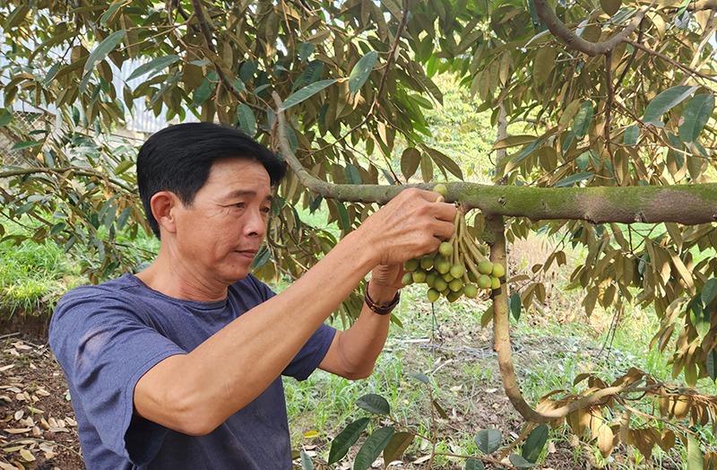 Trồng cây đặc sản chồi chùm hoa to, tìm cách cho ra quả ngon trái vụ, ông nông dân Cần Thơ thu 500-600 triệu/năm - Ảnh 1.