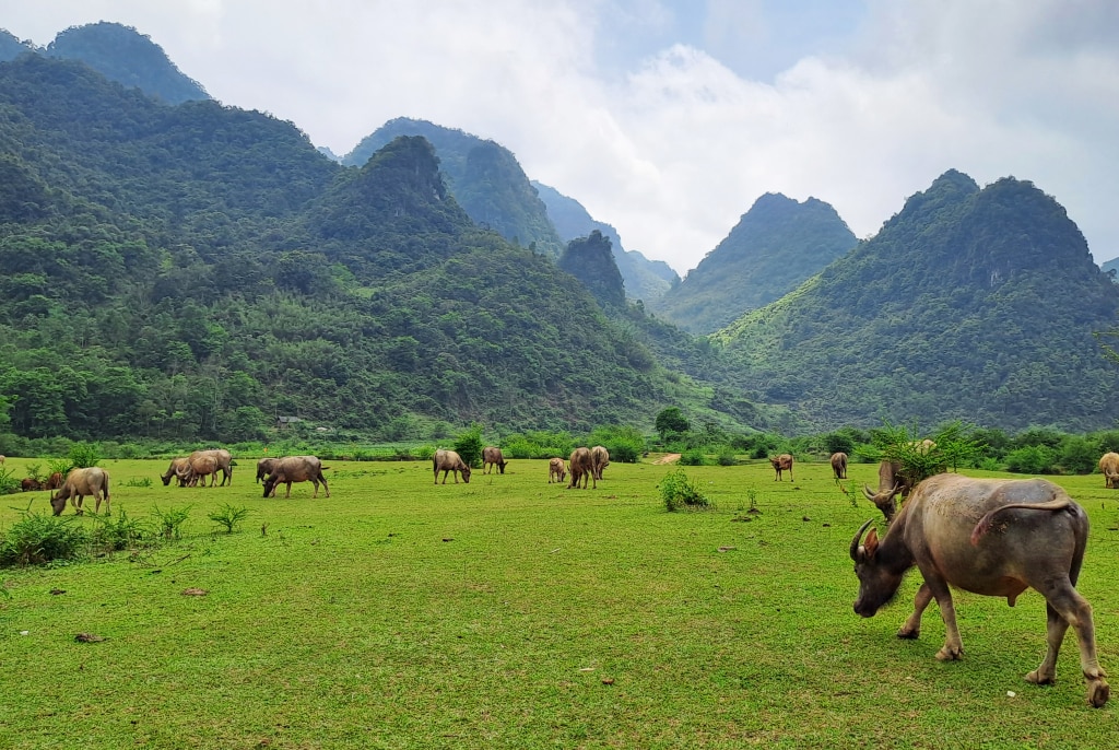 Cả một bãi đất mênh mông được phủ xanh bởi cỏ tươi tốt, giữa bãi cỏ thênh thang những đàn trâu thong dong gặm cỏ, vẽ nên một bức tranh đẹp đến nao lòng. 