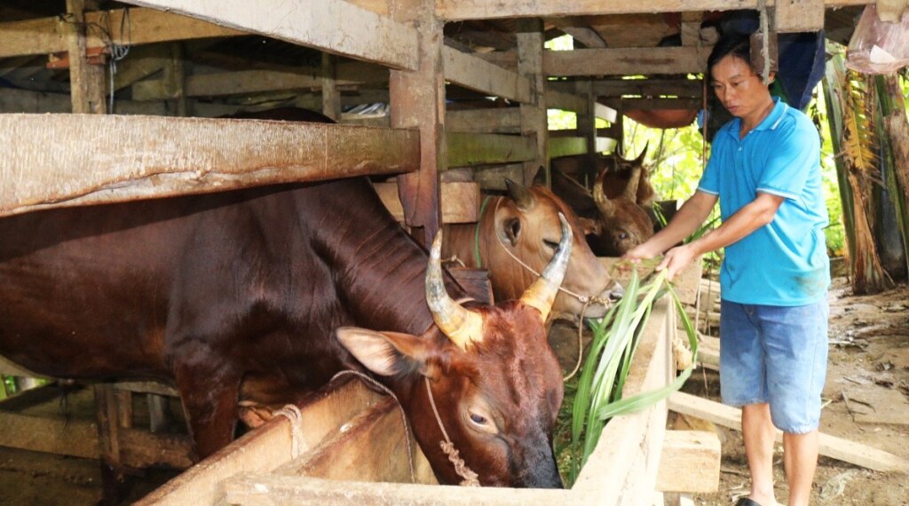 Gia đình anh Hoàng Văn Quang, khu 4,thị trấn Pác Mjầu (Bảo Lâm) có cuộc sống ổn định nhờ nguồn vốn vay ưu đãi của Ngân hàng CSXH huyện để nuôi bò vỗ béo.