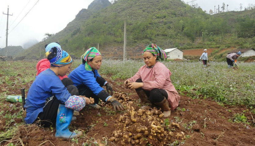  Mô hình liên kết sản xuất gừng tại huyện Hà Quảng giúp người dân bảo đảm đầu ra ổn định cho sản phẩm.