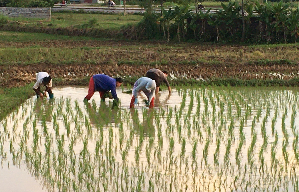 Nông dân Thị trấn Nước Hai (Hòa An) tập trung cấy lúa vụ mùa