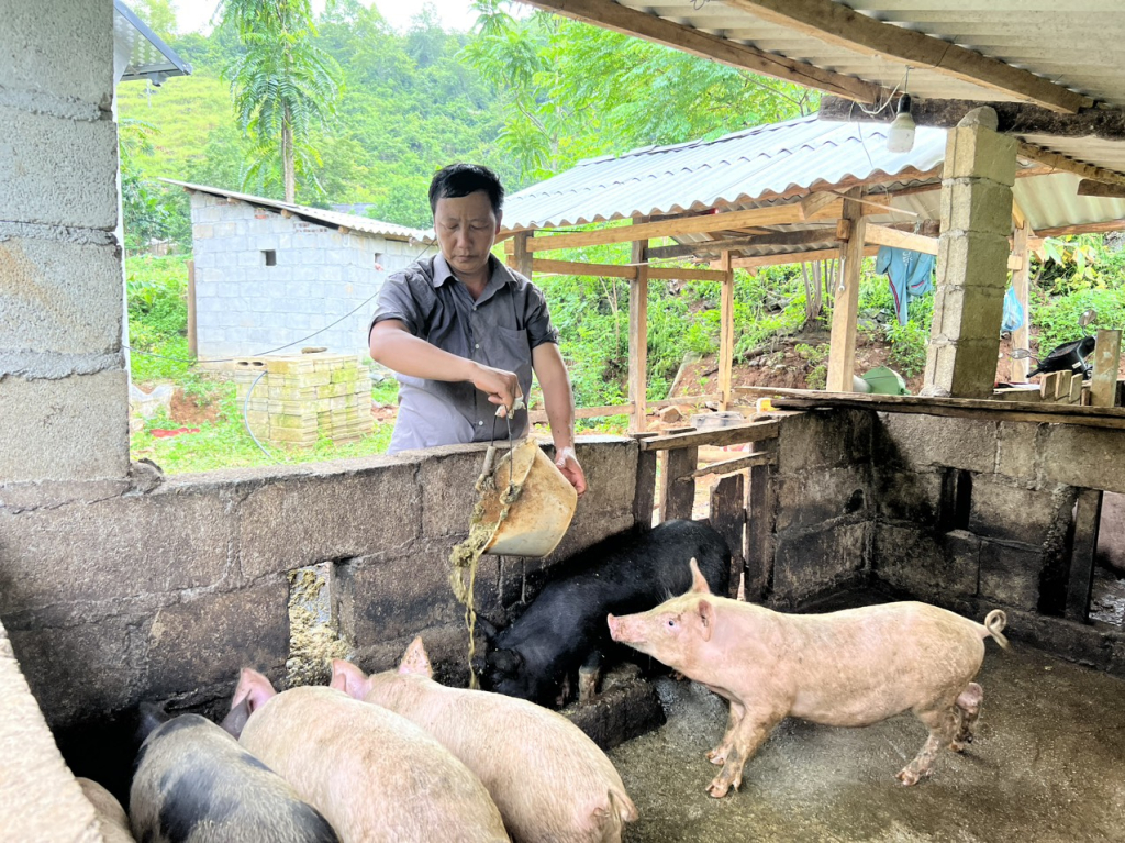 Người chăn nuôi phấn khởi tái đàn khi giá lợn hơi tăng mạnh.