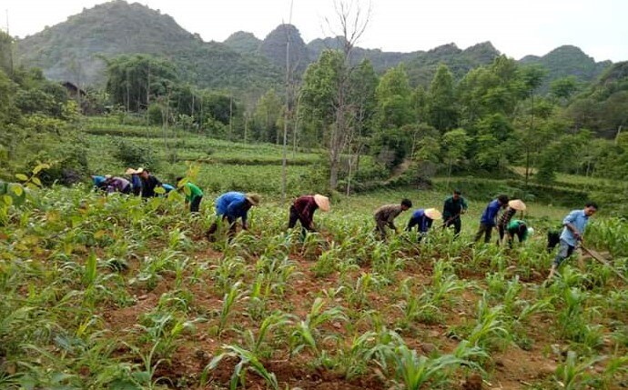 Nông dân huyện Hà Quảng chăm sóc ngô vụ hè thu