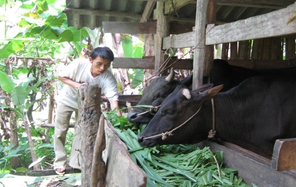 Nông dân huyện Hà Quảng phát triển chăn nuôi trâu, bò vỗ béo.