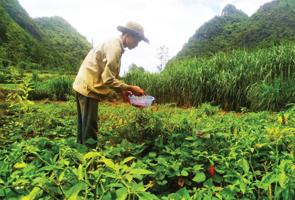 Người dân xã Nội Thôn (Hà Quảng) thu hoạch ớt.