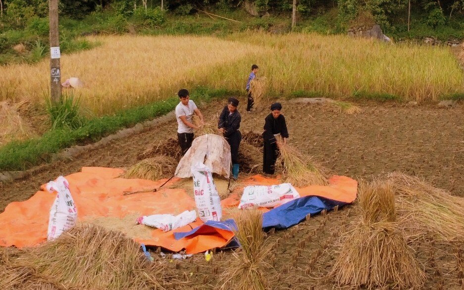 Nông dân xã Phúc Sen (Quảng Hòa) tập trung thu hoạch vụ mùa.