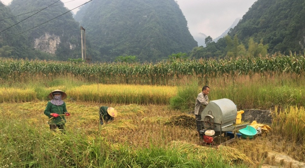 Bà con nông dẫn xã Minh Tâm tập trung thu hoạch lúa mùa