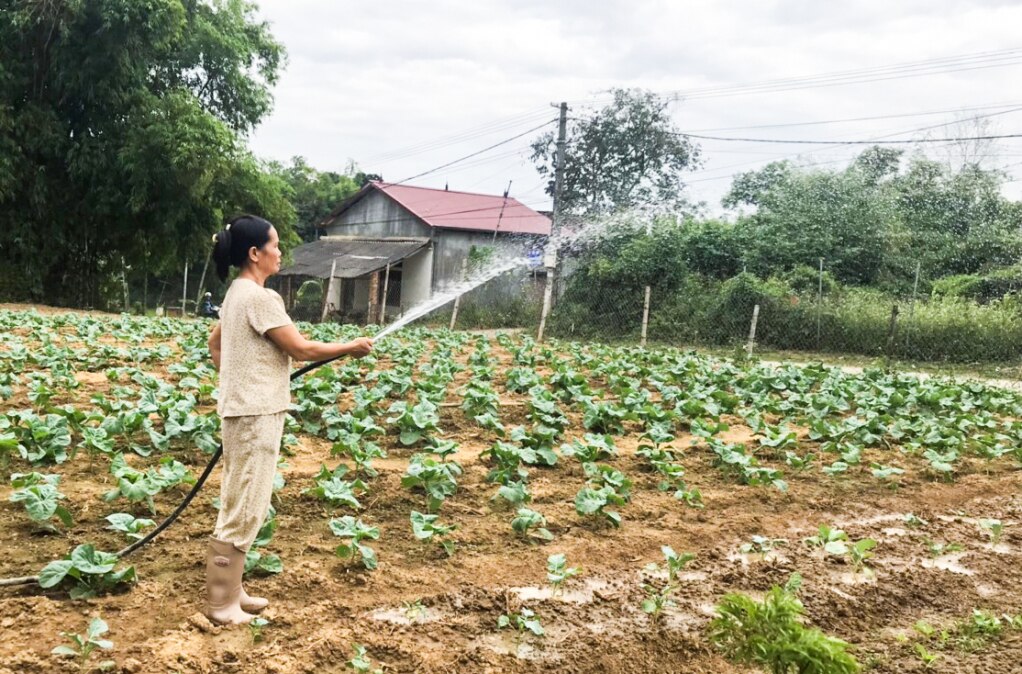 Nông dân xã Hồng Việt (Hoà An) chăm sóc rau màu vụ đông.