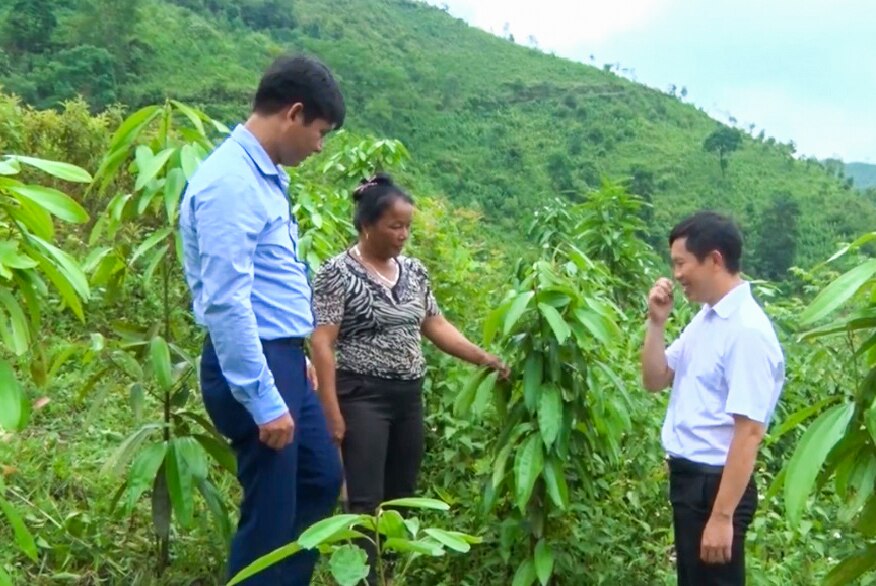 Huyện Nguyên Bình chỉ đạo các địa phương đầu tư trồng cây quế theo hướng hình thành vùng sản xuất cây dược liệu gắn với liên kết tiêu thụ đầu ra cho sản phẩm. 