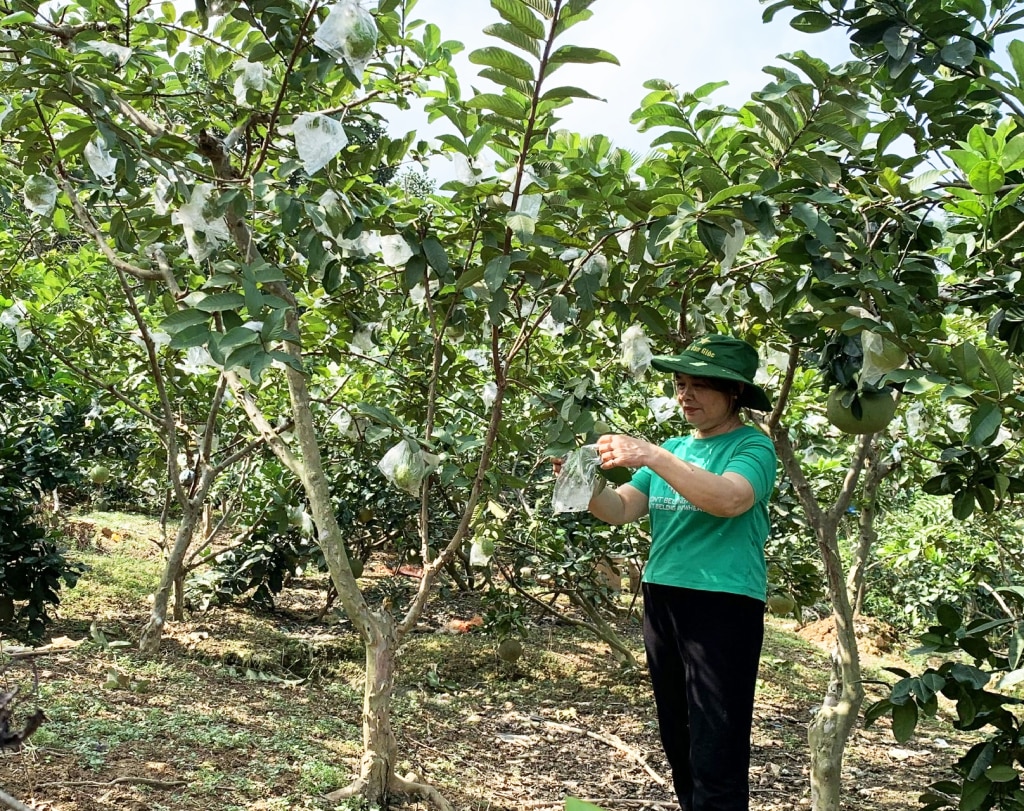 Mô hình trồng ổi của bà Phạm Thị Bẩy, Tổ 4, Hoà Chung (Thành phố) hiện đang phát huy hiệu quả, cây ra hoa, trái và cho thu hoạch quanh năm.  