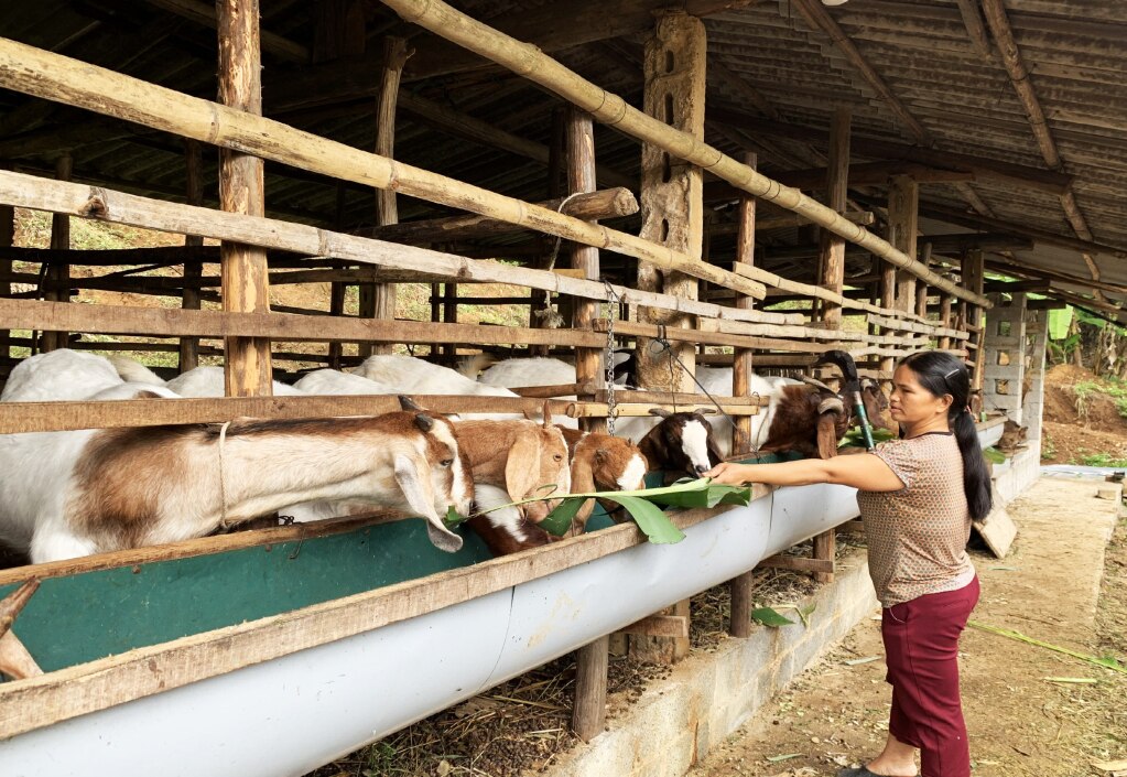 Mô hình nuôi dê Boer của gia đình ông Hoàng Tiến Quân, tổ 4, phường Sông Bằng (Thành phố) mở ra triển vọng lớn cho nhiều hộ chăn nuôi tại các địa phương trong tỉnh.