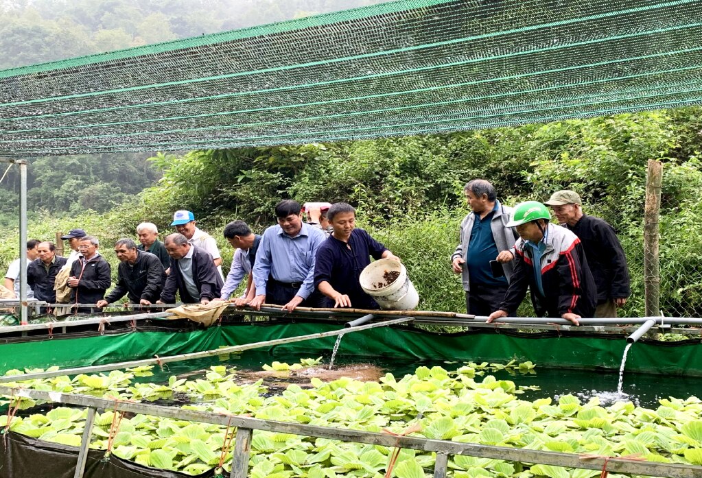 Hội viên Hội Làm vườn tỉnh tham quan, học tập mô hình nuôi ốc bưu đen và cá da trơn tại xóm Nà Khan, xã Đại Tiến (Hòa An).   