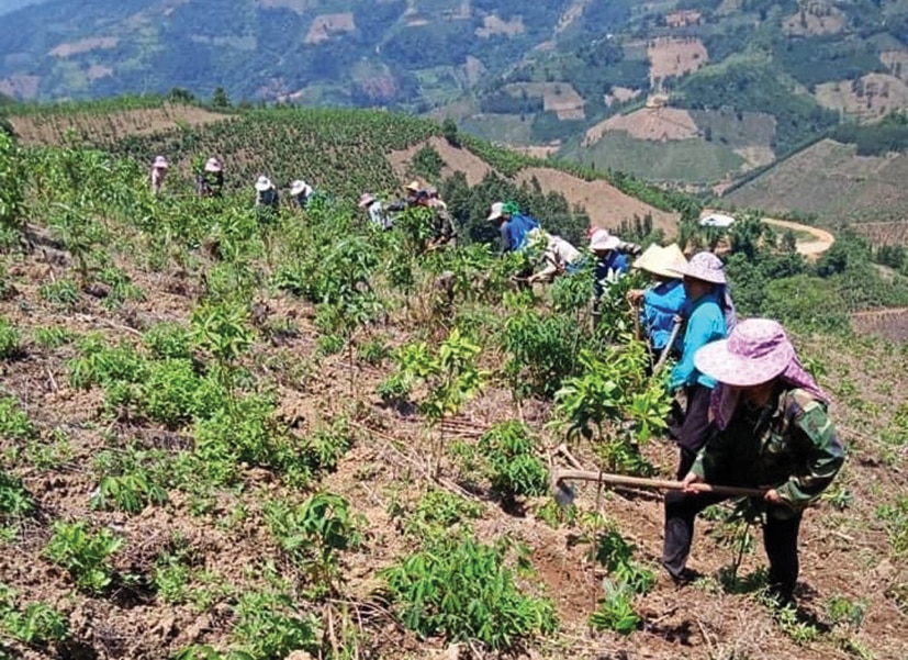 Phụ nữ huyện Bảo Lạc giúp nhau ngày công lao động phát triển kinh tế, giảm nghèo bền vững. 