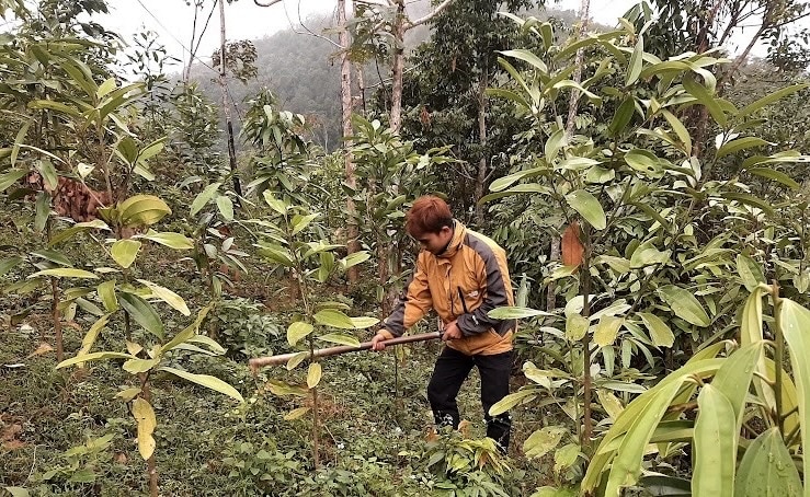 Người dân xã Hoa Thám (Nguyên Bình) chăm sóc cây quế.