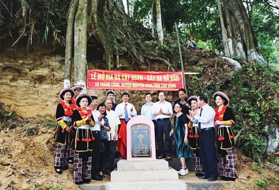 Cây đa cổ thụ xóm Nà Bản, xã Thành Công (Nguyên Bình) được vinh danh là Cây di sản Việt Nam năm 2019.