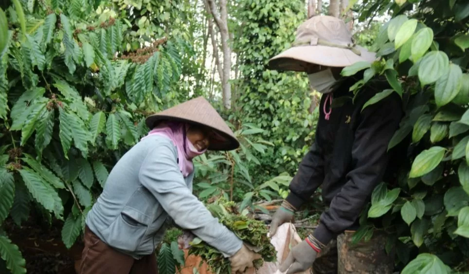 Dự báo giá tiêu 18/9/2024: