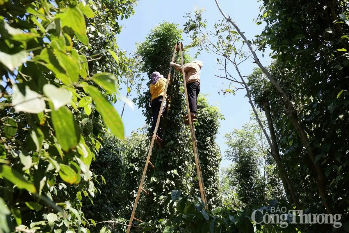 Dự báo giá tiêu ngày mai 8/1/2025, trong nước tăng cao