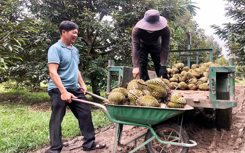 Một nơi ở Gia Lai, ông nông dân trồng hàng trăm 