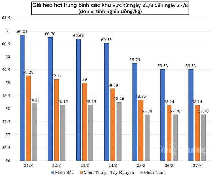 Giá heo hơi hôm nay ngày 27/8/2023: Ghi nhận mức cao nhất 59.000 đồng/kg