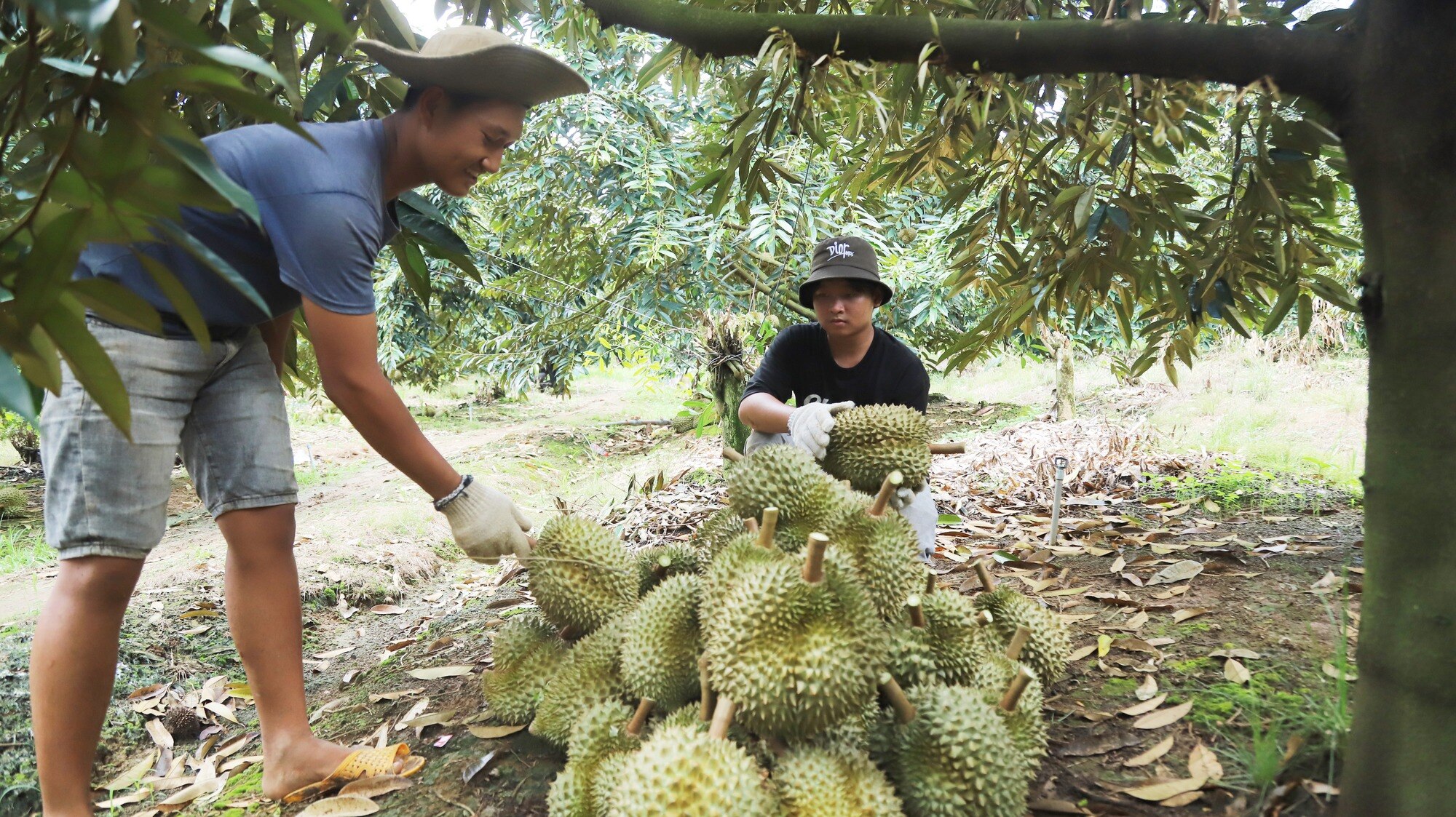 Giá sầu riêng lên cao, Lâm Đồng khuyến cáo người dân “không vì lợi trước mắt” - Ảnh 3.