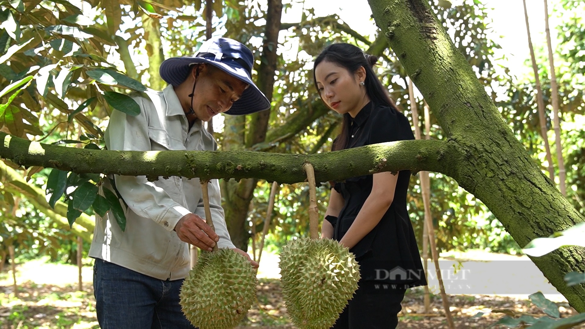 Diện tích sầu riêng tăng 