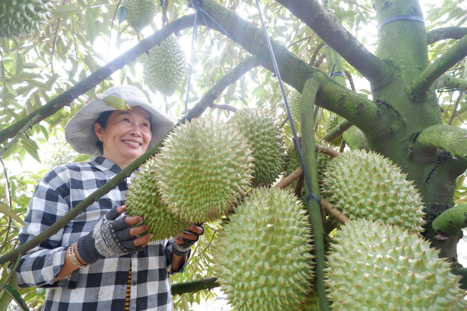 Diện tích sầu riêng tăng 