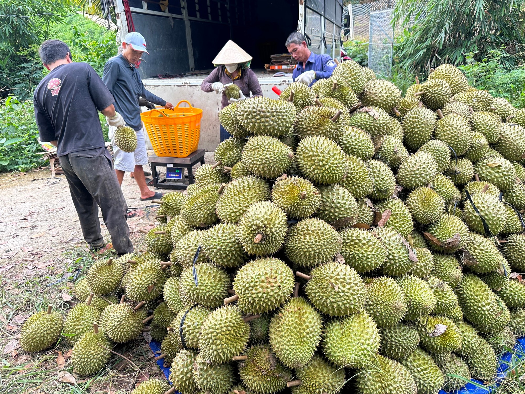 Giá sầu riêng lên cao, Lâm Đồng khuyến cáo người dân “không vì lợi trước mắt” - Ảnh 1.