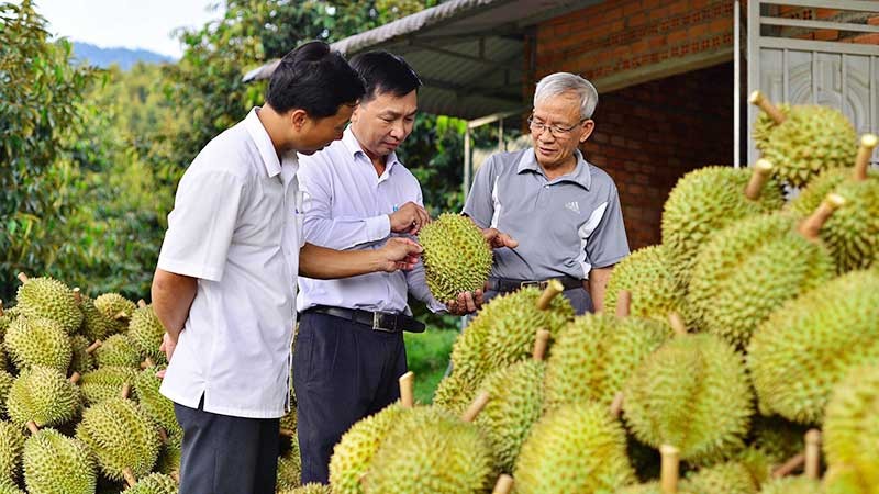 Loại quả ngon của Việt Nam xuất khẩu tốt, giá bán cao, lợi nhuận lớn, vì sao cẩn trọng khi tăng diện tích? - Ảnh 1.