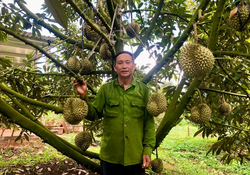 Một nơi ở Gia Lai, ông nông dân trồng hàng trăm 