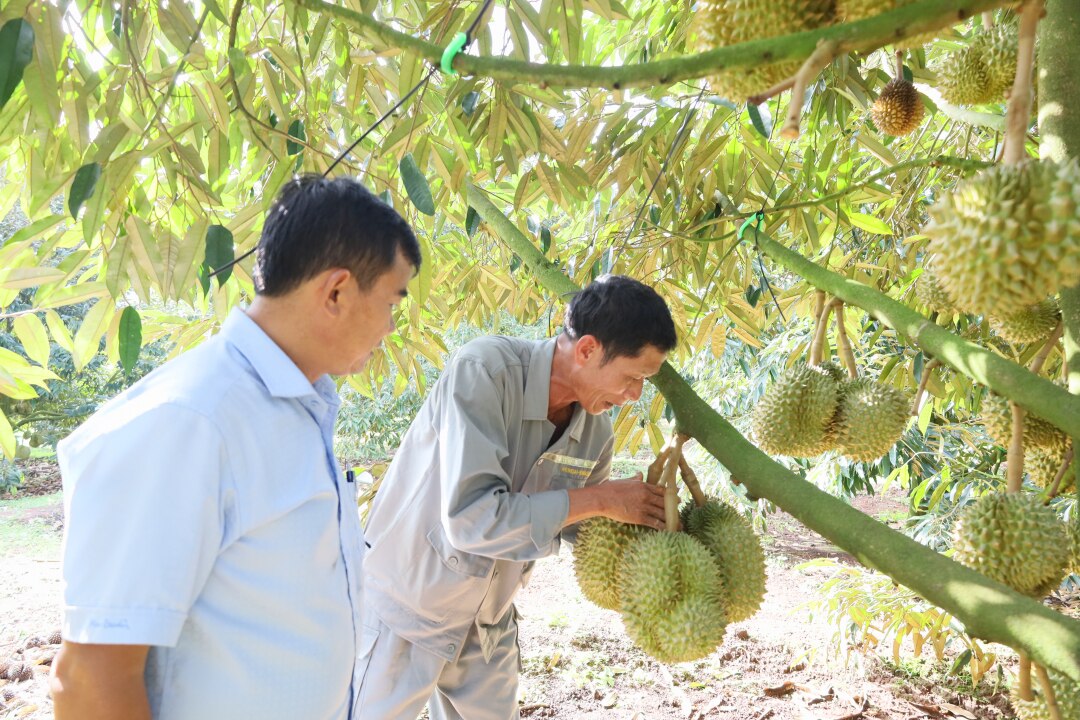 'Cơn khát' sầu riêng của Trung Quốc chưa hạ nhiệt, Việt Nam sẽ thu 1,5 tỷ USD từ  - Ảnh 1.