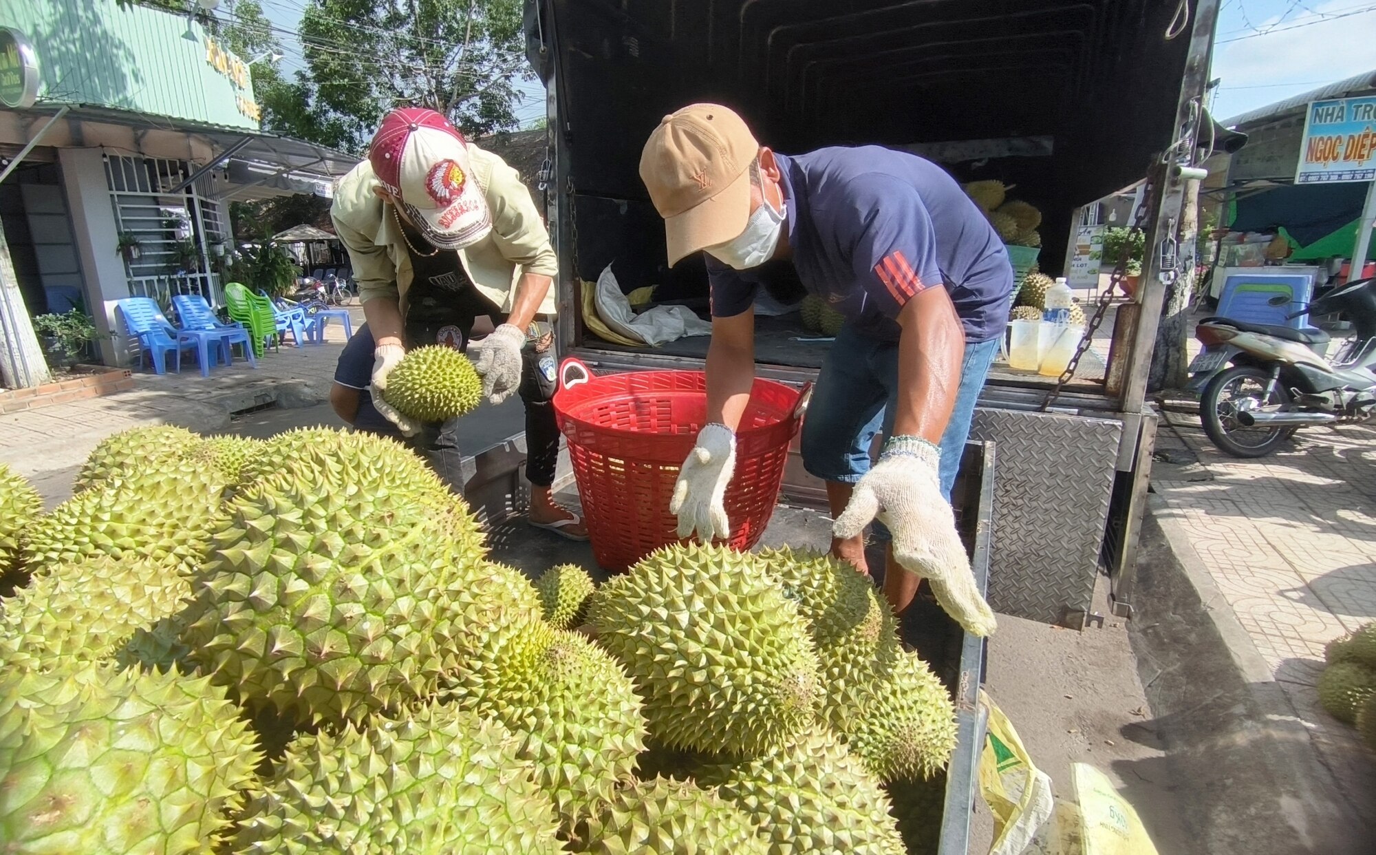 Chuối, xoài, mít, sầu riêng... xuất khẩu sang Trung Quốc và EU không tuân thủ yêu cầu kiểm dịch, tồn dư thuốc BVTV - Ảnh 1.