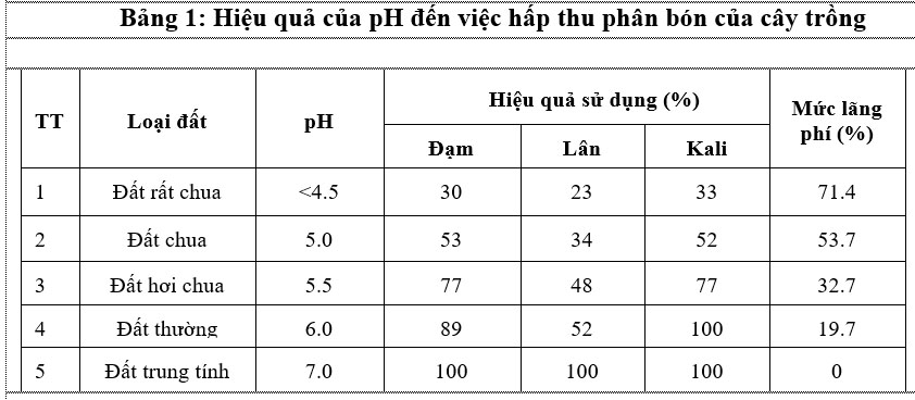 Giá sầu riêng 5/9: Giá sầu riêng Thái tiếp tục giảm, mất đầu giá số 9, vì sao? - Ảnh 3.