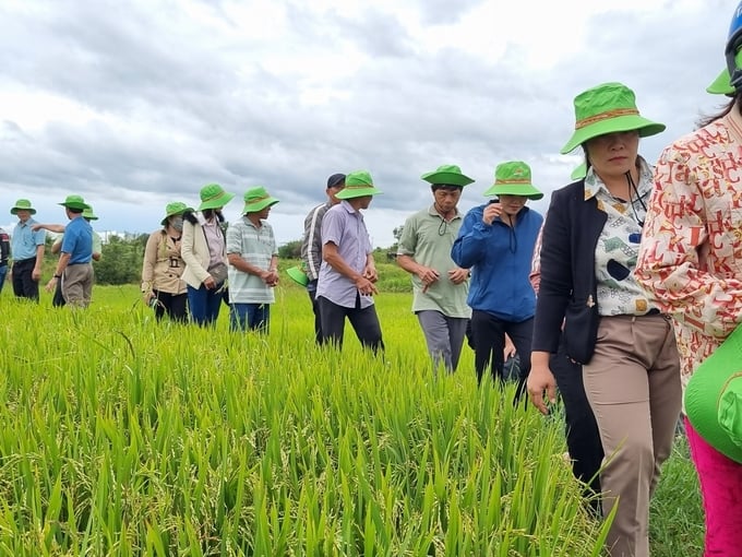 Năng suất giống lúa BC15 vượt trội so với các giống tại địa phương. Ảnh: Tuấn Anh.