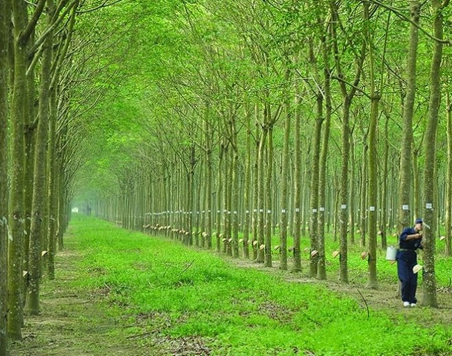 Giá cao su hôm nay 249 Tăng nhẹ