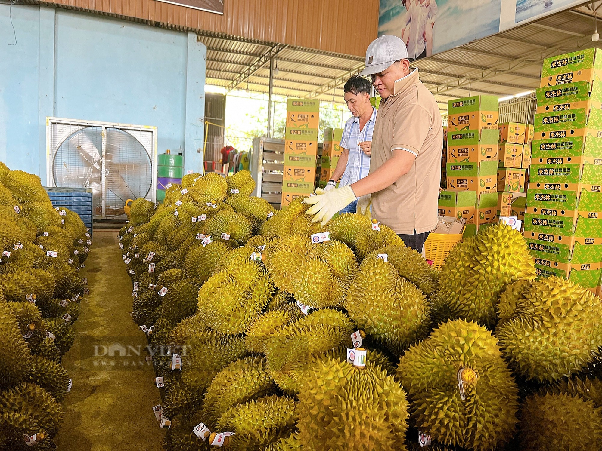 Lỡ chốt giá sầu riêng quá cao, thương lái, doanh nghiệp tha thiết xin nhà vườn chia sẻ - Ảnh 1.