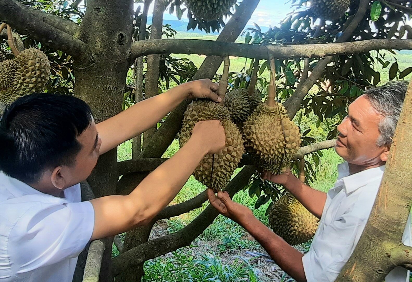 Một xã ở Kon Tum trồng tới 190ha sầu riêng, nhà nào bán trái đều giàu hẳn lên, dân đang mong điều này - Ảnh 3.