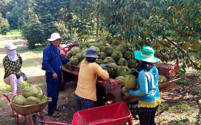 Ông Trương Văn Đảo - Giám đốc HTX Cây ăn trái Bàu Nghé (TX.Phước Long) thu hoạch sầu riêng. Ảnh: Trần Khánh