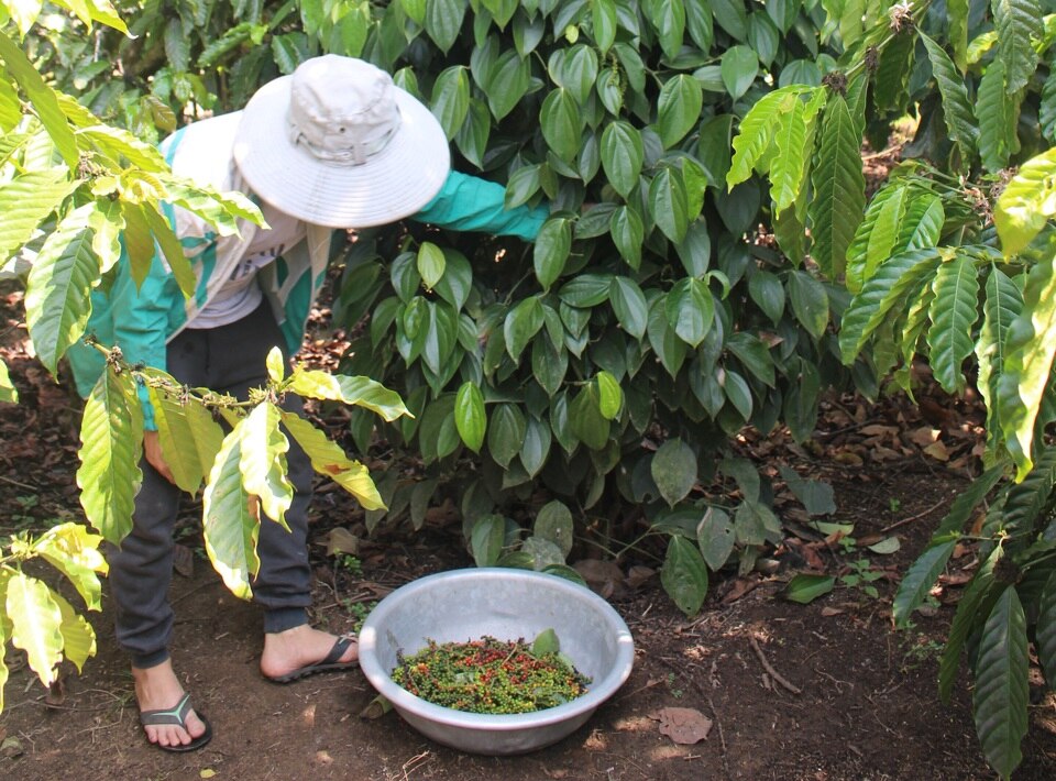 Giá tiêu hôm nay 9/9: Tăng ở Đông Nam Bộ, giá tiêu Ấn Độ chững lại