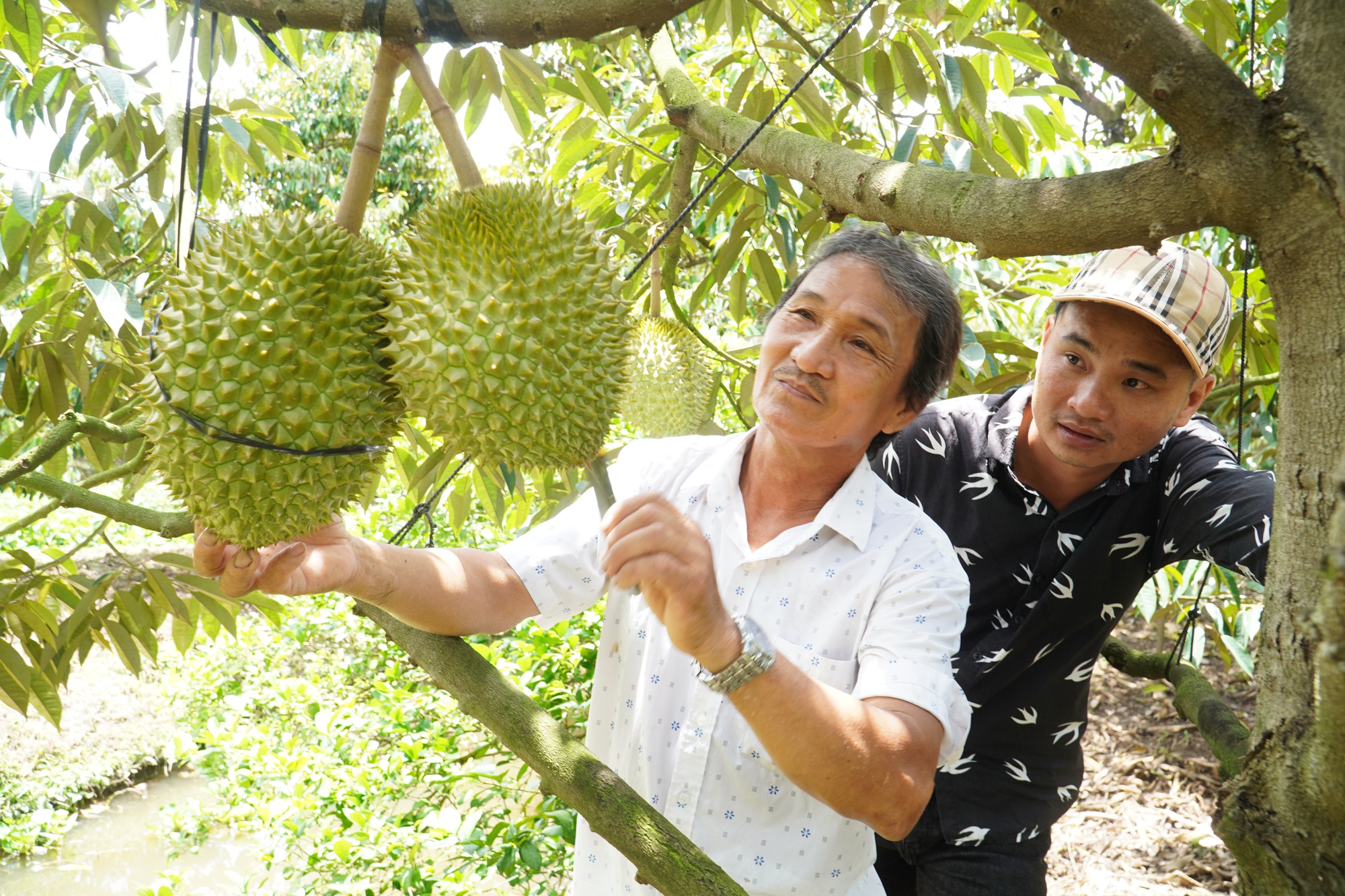 Diện tích sầu riêng ở Hậu Giang tăng rất nhanh, nguyên nhân do đâu, cần khuyến cáo gì? - Ảnh 1.