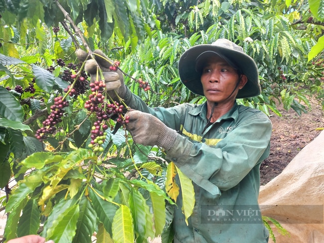 Cả làng kéo nhau lên Tây Nguyên hái cà phê thuê để...kiếm cái Tết - Ảnh 3.