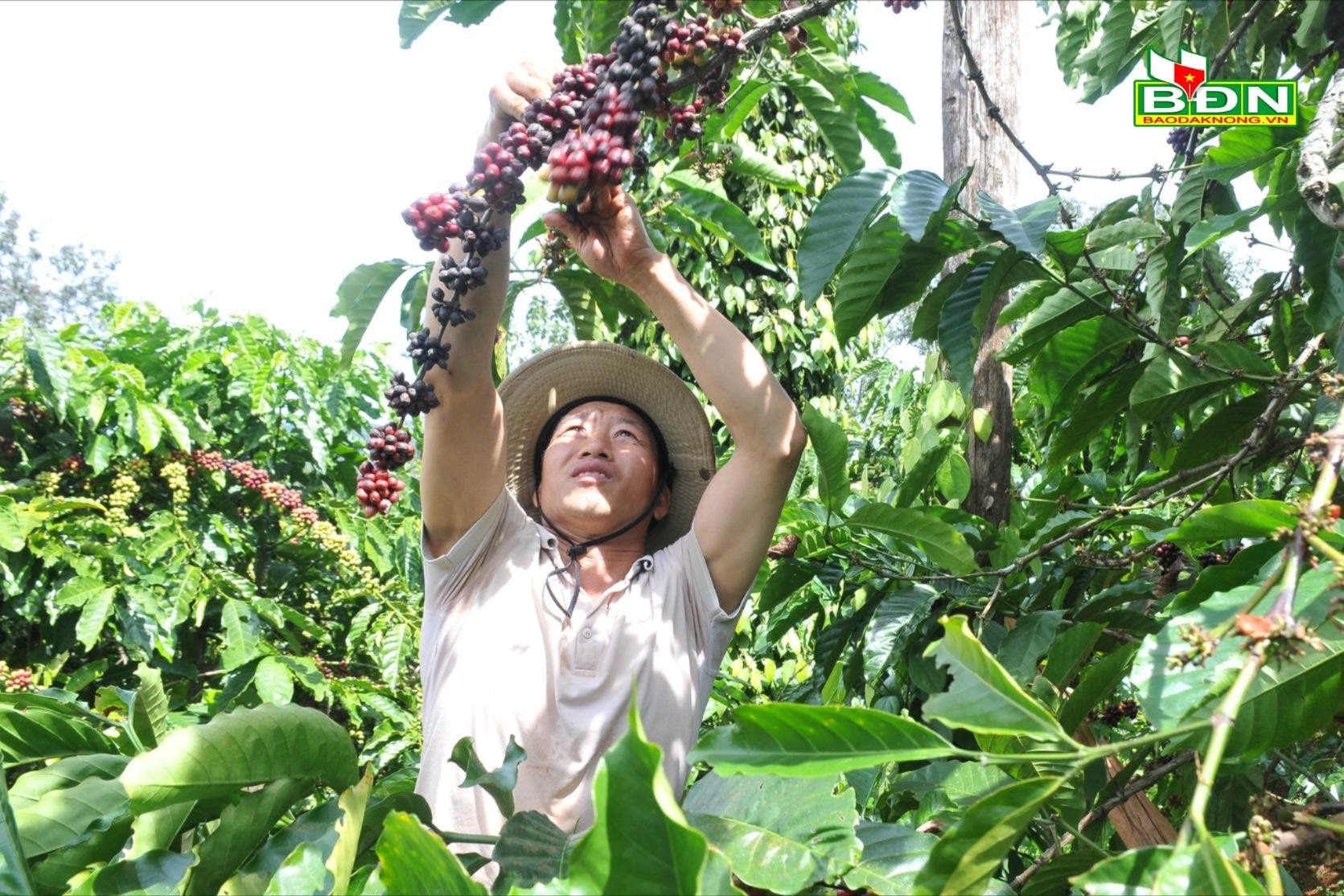 ap-dung-bien-phap-canh-tac-ca-phe-theo-huong-huu-co-gia-dinh-ong-nguyen-van-thuy-o-thon-11-xa-nam-n-jang-dak-song-co-thu-nhap-cao.jpg