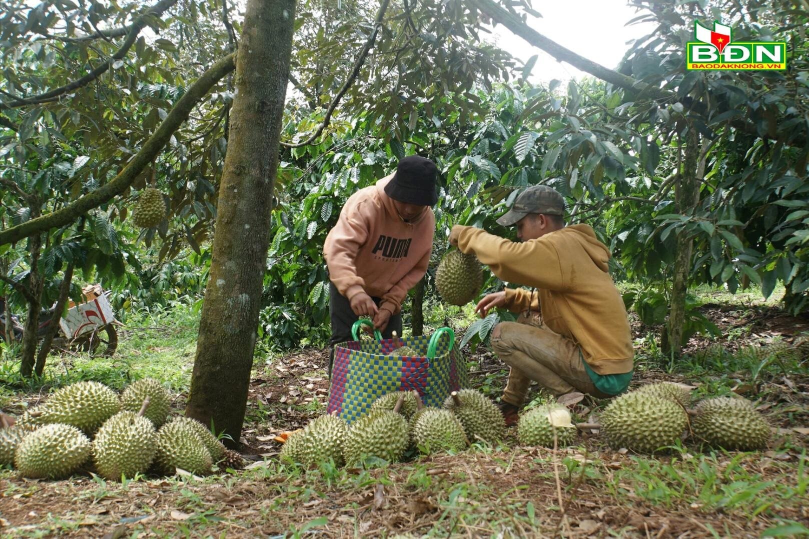 cay-an-trai-dang-hinh-thanh-vung-nguyen-lieu-voi-cac-tieu-chuan-ve-an-toan-thuc-pham-ma-vung-trong-phuc-vu-xuat-khau.jpg