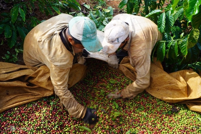 Nông dân ở Gia Lai thu hoạch cà phê. Ảnh: Đức Hòa