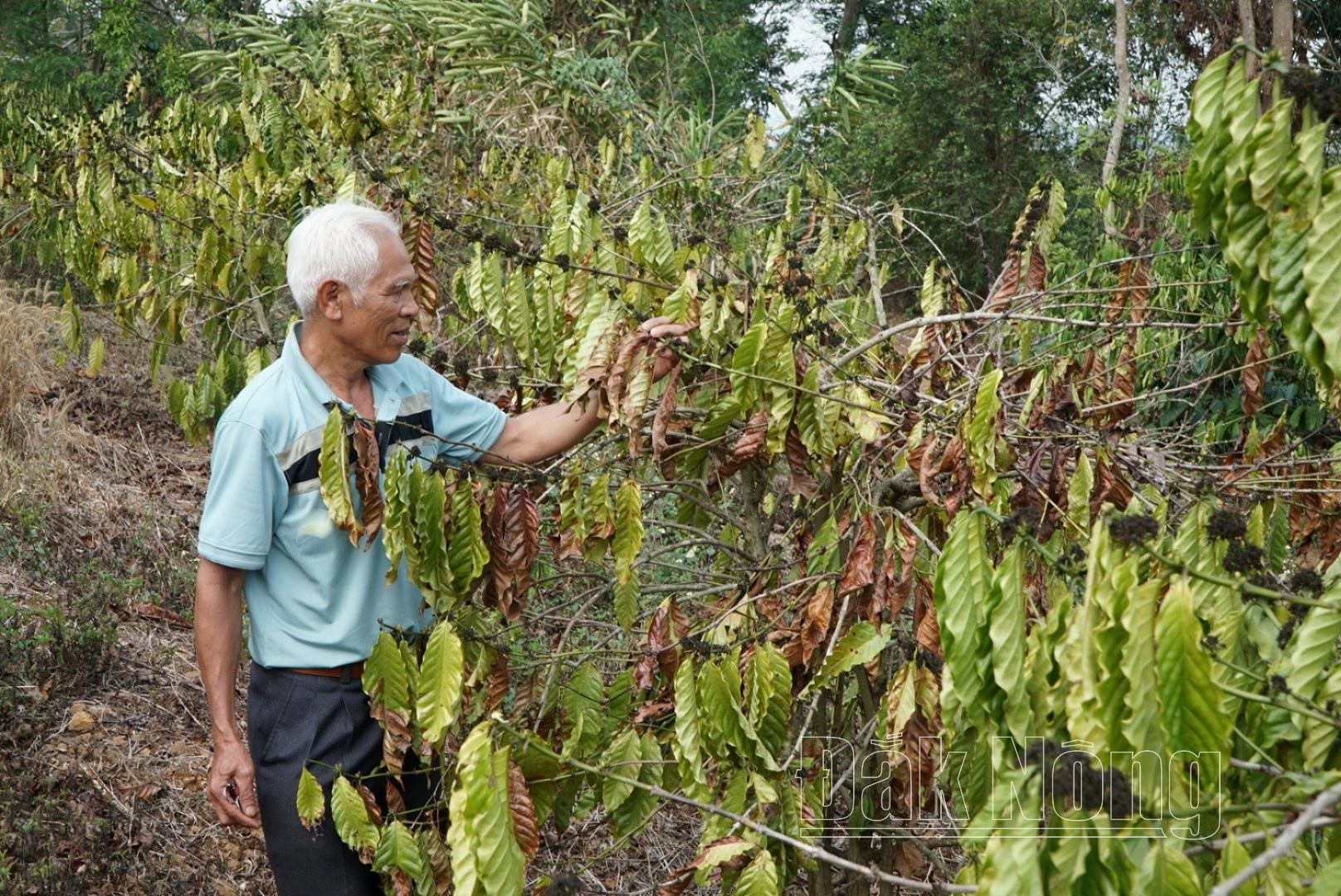 ca-phe-nguoi-dan-dak-mil.jpg