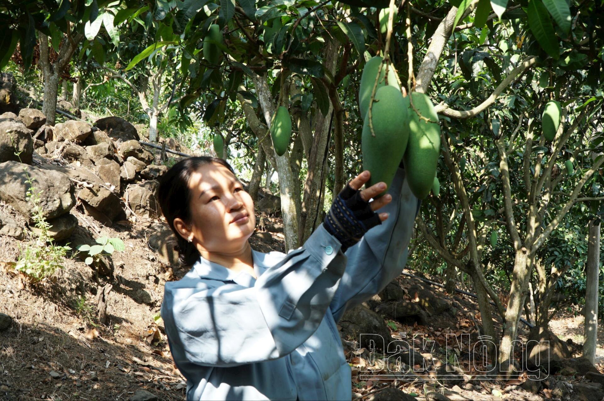 Cây xoài trên vùng sỏi đá ở xã Đắk Gằn, huyện Đắk Mil giúp nhiều người làm giàu