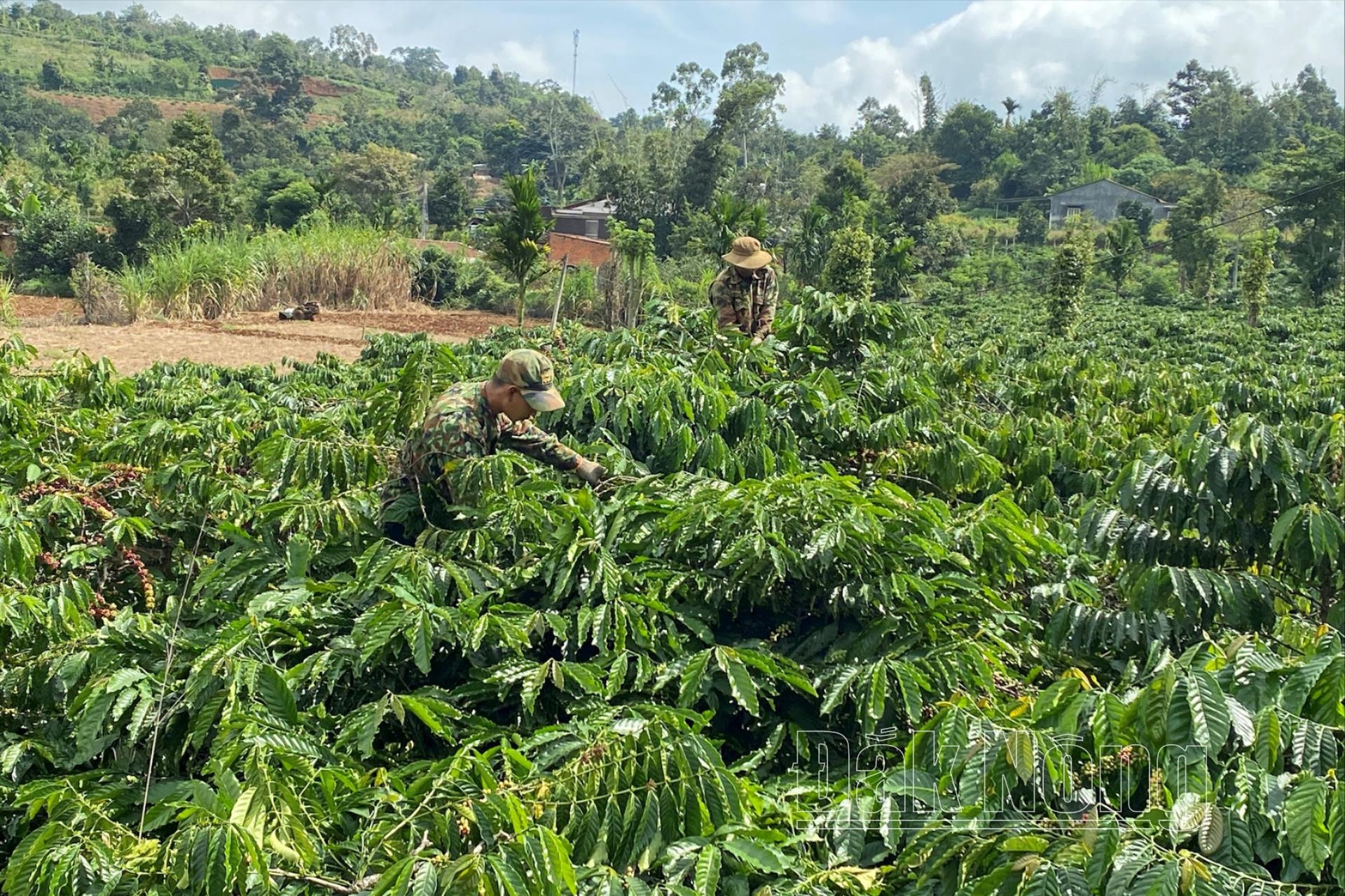 Đắk Nông sẽ đẩy mạnh tái cơ cấu ngành hàng cà phê để đáp ứng yêu cầu của đối tác nhập khẩu