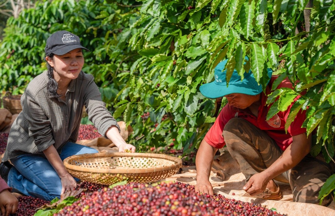 Giá cà phê hôm nay 28/3: Giá cà phê Robusta và Arabica đồng loạt tăng